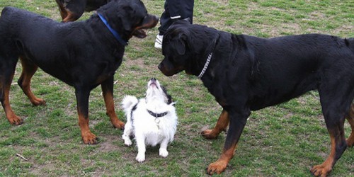 small-dog-big-dogs