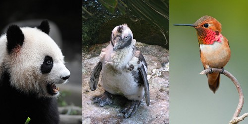 Google Panda, Penguin and Hummingbird Updates